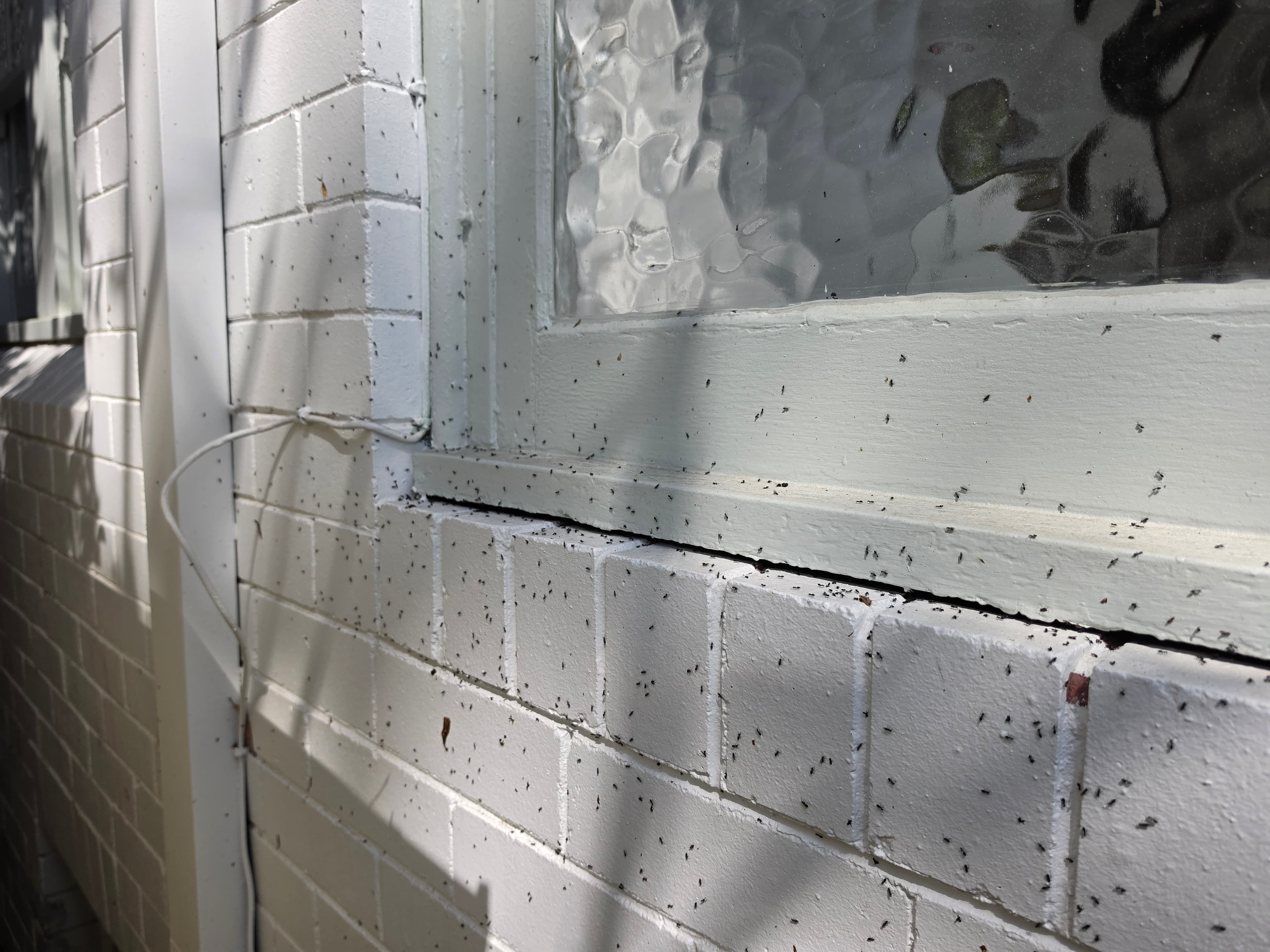 Apex Professional Pest Management pest control work in Cromer