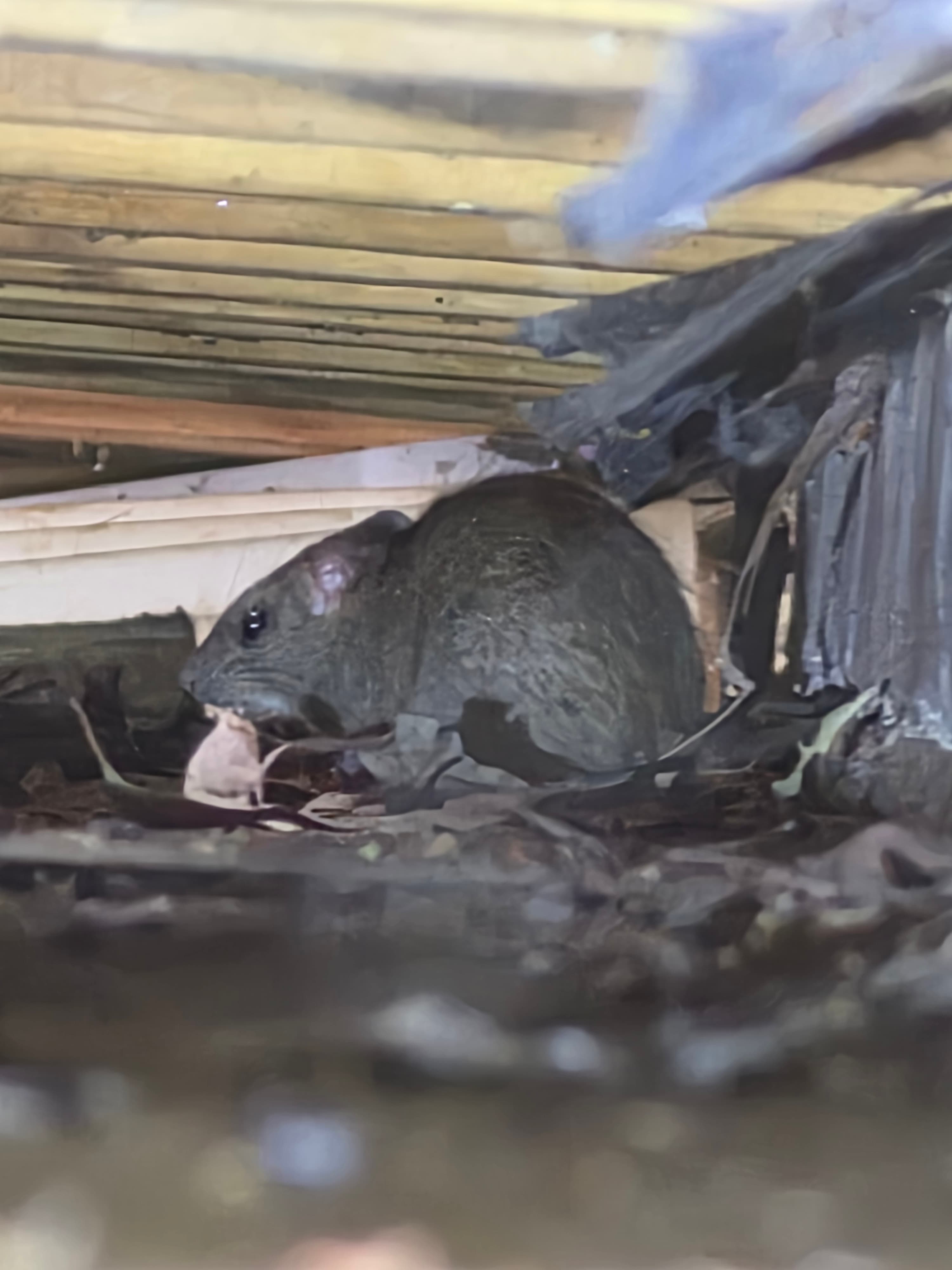 Apex Professional Pest Management pest control work in Cromer