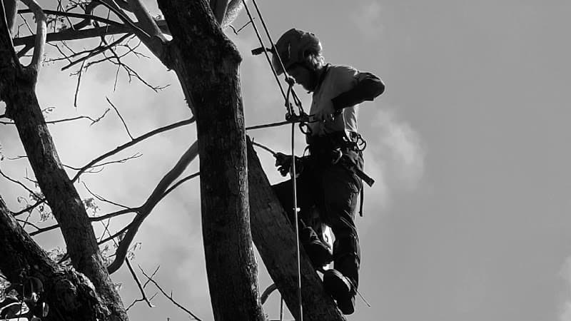 Bumble Bee Tree Services tree services work in Earlville