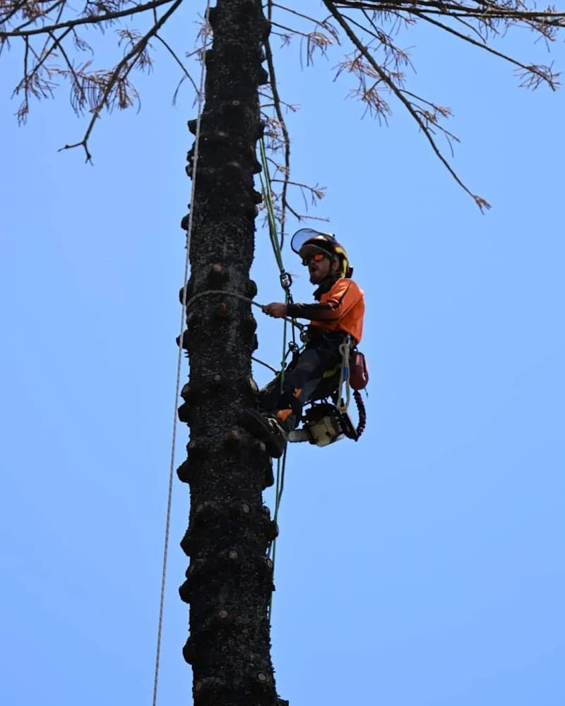 Bumble Bee Tree Services tree services work in Earlville