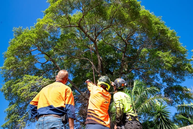 Bumble Bee Tree Services tree services work in Earlville