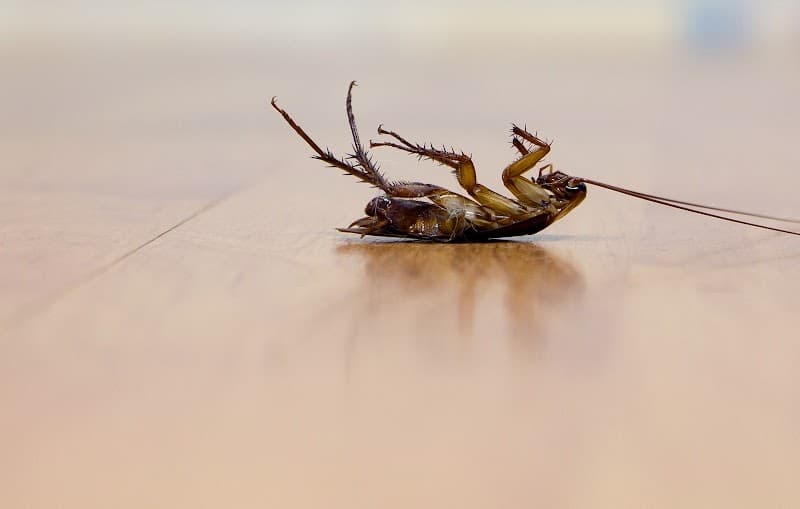 Bunbury Pest & Weed Solutions pest control work in Eaton