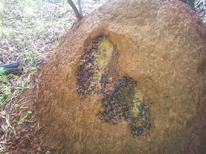 Bunbury Pest & Weed Solutions pest control work in Eaton