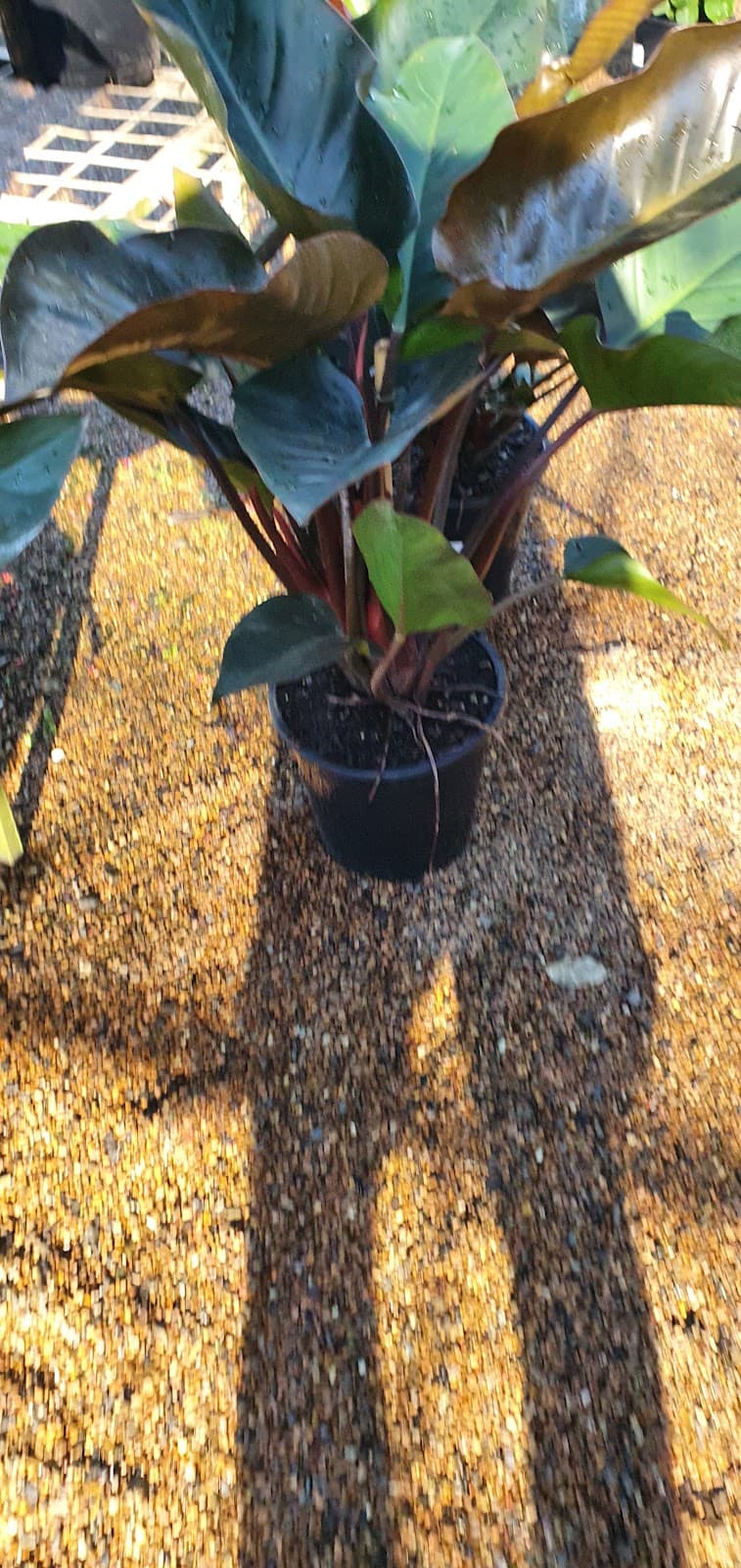 Bundaberg Wholesale Palms & Plants landscaping work in Bundaberg Central