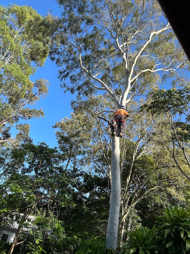 Bundy & Bargara Tree Service tree services work in Gooburrum
