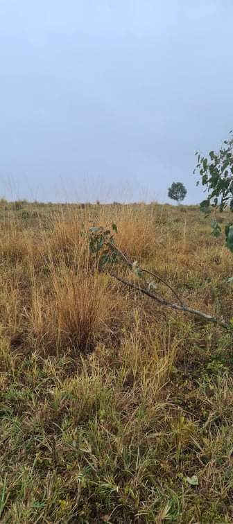 Bush to Bay Weed Control pest control work in Torbanlea