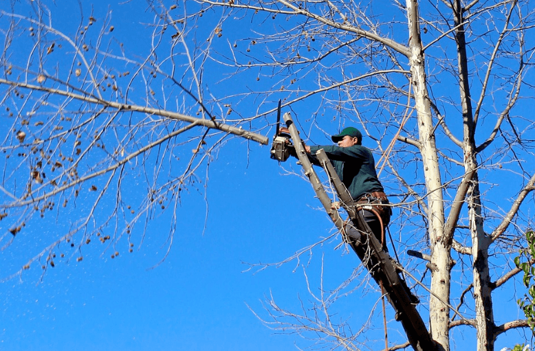 Caboolture Tree Removal North lakes tree services work in Kallangur