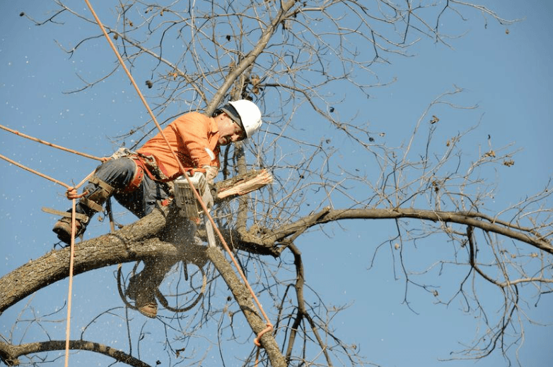 Caboolture Tree Removal North lakes tree services work in Kallangur