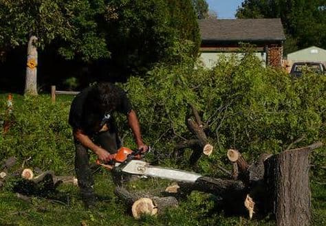 Caboolture Tree Removal North lakes tree services work in Kallangur
