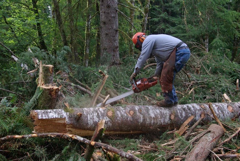 Caboolture Tree Removal North lakes tree services work in Kallangur