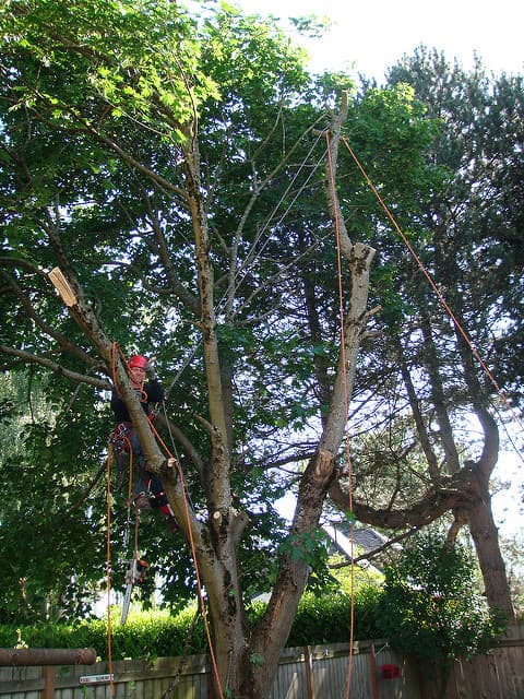 Caboolture Tree Removal North lakes tree services work in Kallangur