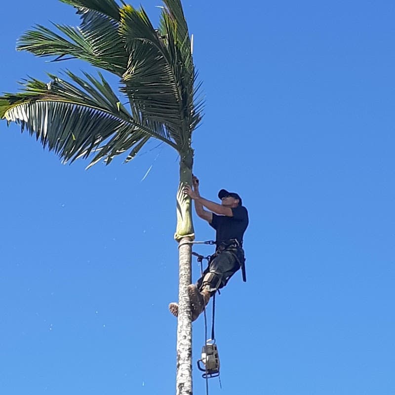 Cairns Garden & Tree Lopping Services gardening work in Parramatta Park