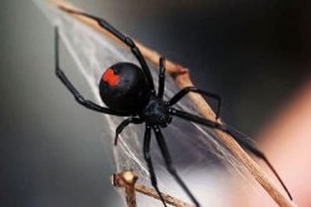 Canberra Pest Control pest control work in Mitchell
