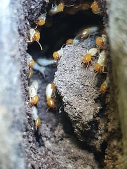 Canfield Pest Control