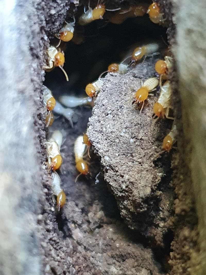Canfield Pest Control pest control work in Alexandra Hills