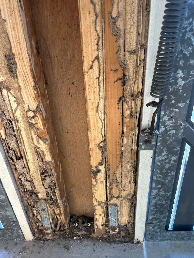 Canfield Pest Control pest control work in Alexandra Hills