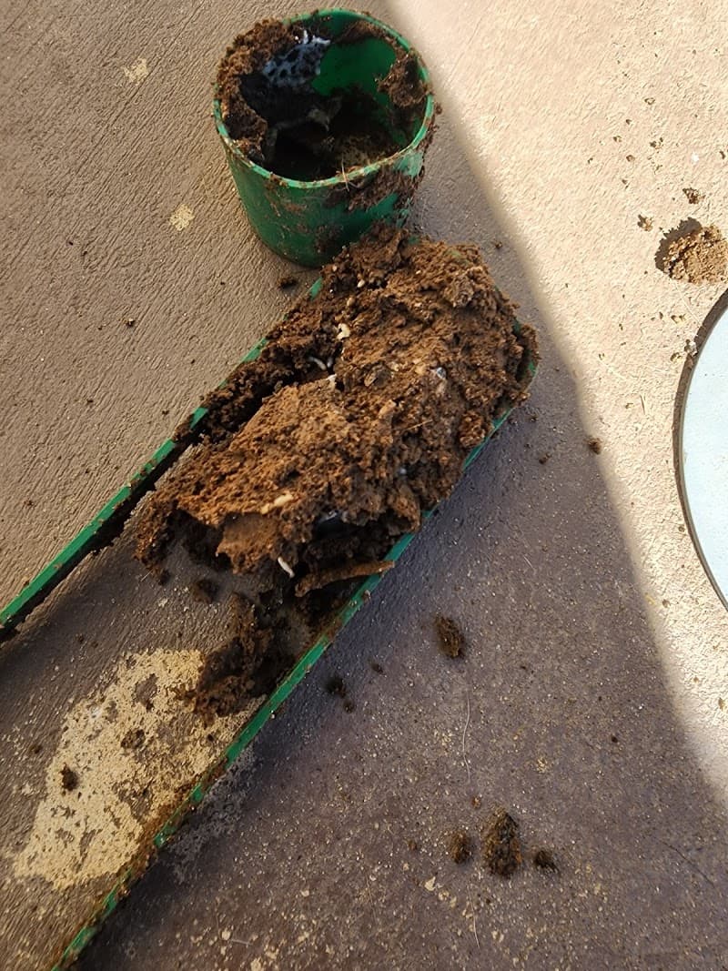 Canfield Pest Control pest control work in Alexandra Hills