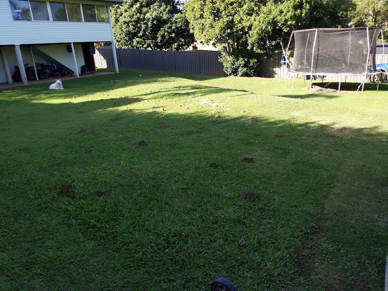 Canfield Pest Control pest control work in Alexandra Hills