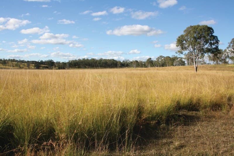 Capricorn Pest Management Group pest control work in Gracemere