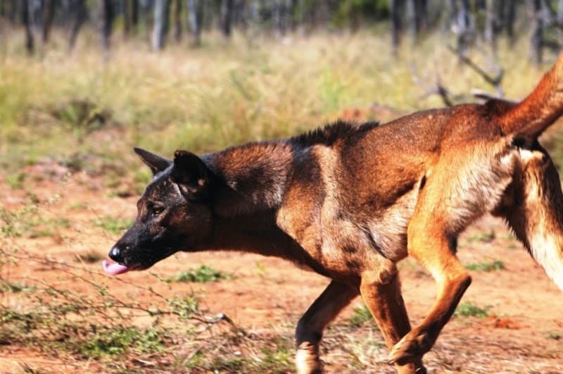 Capricorn Pest Management Group pest control work in Gracemere