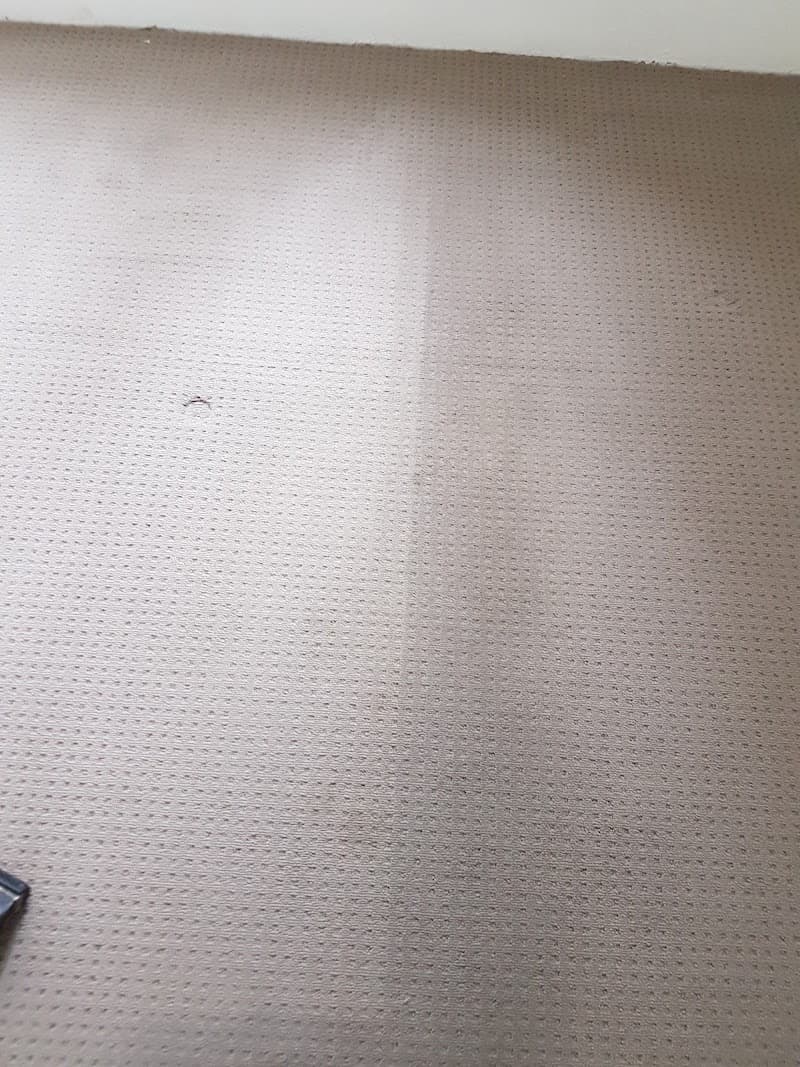 Captain Carpet Cleaning carpet cleaning work in Greystanes
