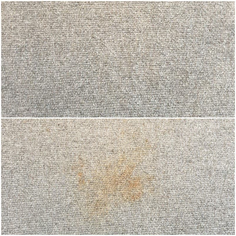 Carpestology carpet cleaning work in Camp Hill