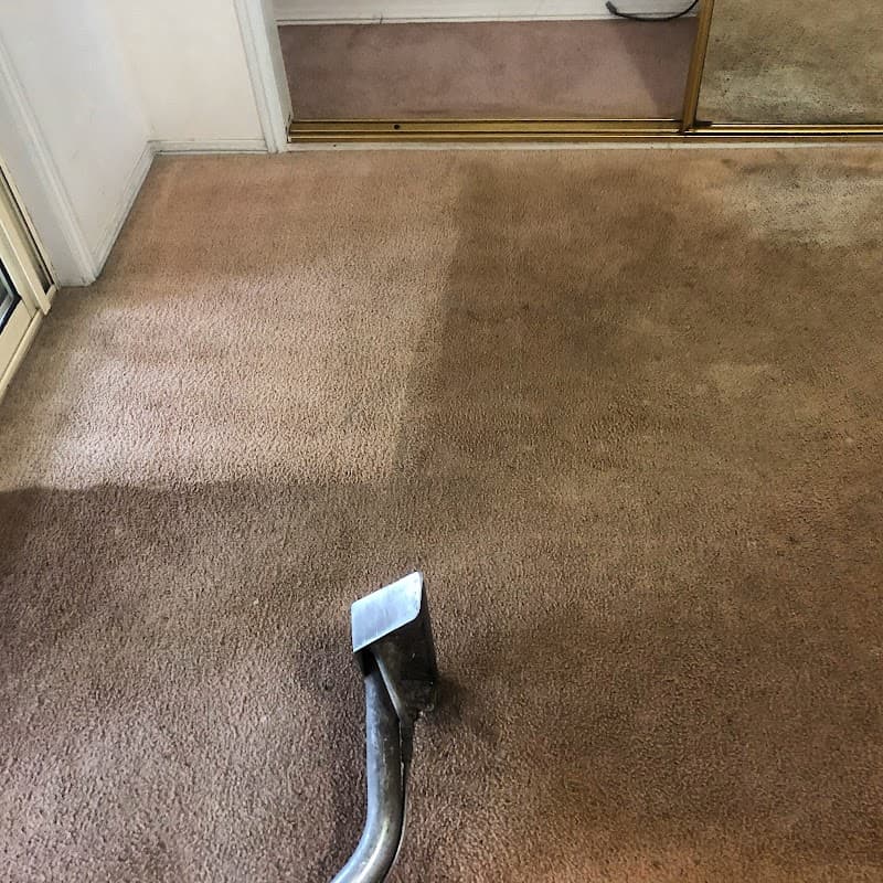 Carpet Cleaning - East Coast Carpet & Pest carpet cleaning work in Mooloolaba