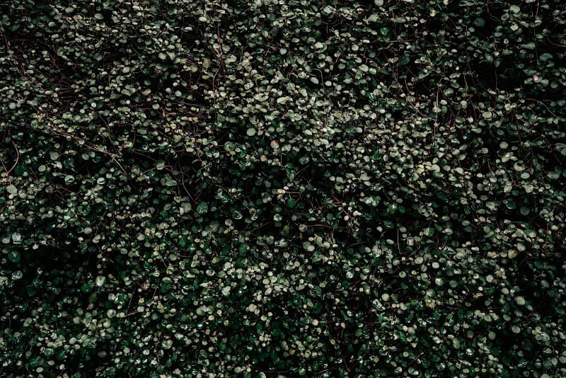 Carpet Cleaning Gawler carpet cleaning work in Gawler