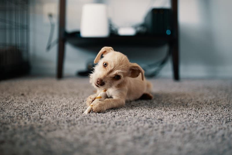 Carpet Cleaning North West carpet cleaning work in Stony Rise