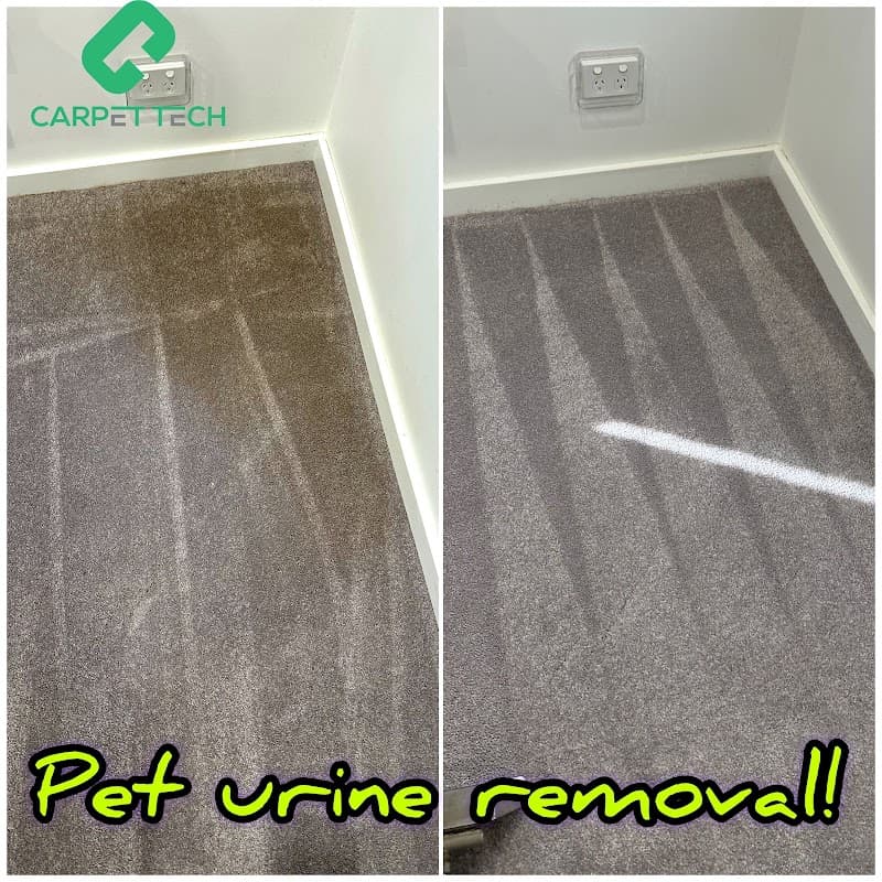 Carpet Tech - Miranda carpet cleaning work in Miranda