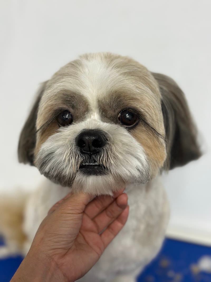 CBD Pet Brisbane dog grooming work in Spring Hill
