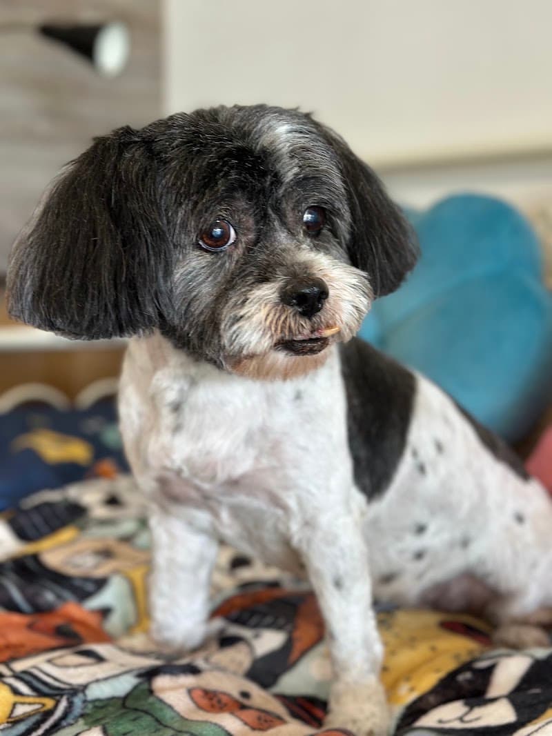 CBD Pet Brisbane dog grooming work in Spring Hill