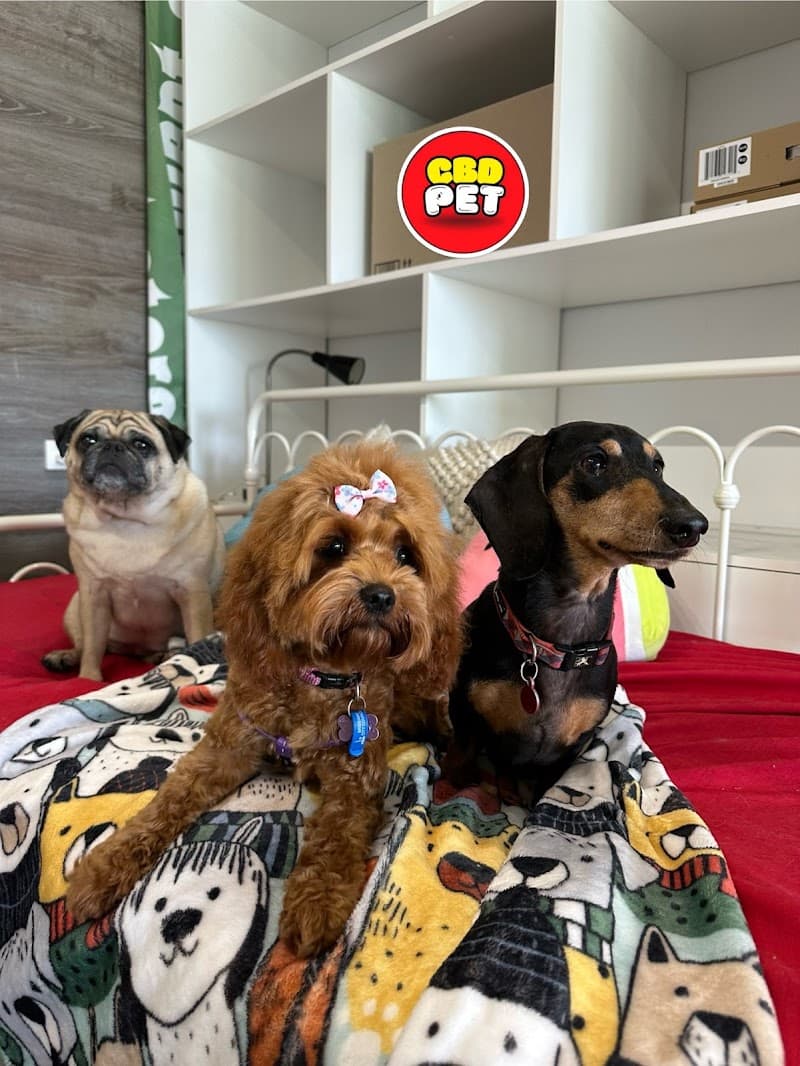 CBD Pet Brisbane dog grooming work in Spring Hill