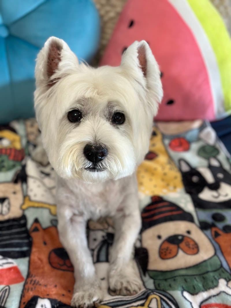 CBD Pet Brisbane dog grooming work in Spring Hill