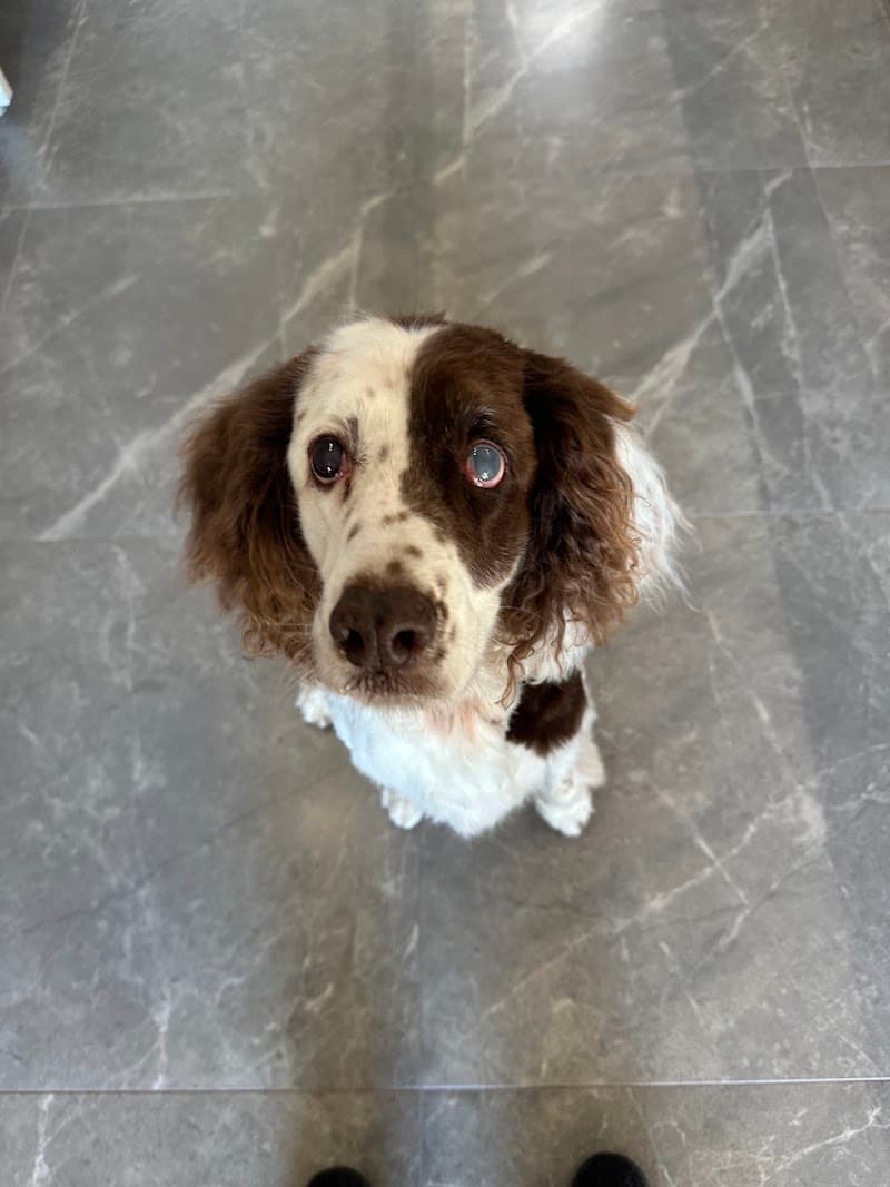 CBD Pet Brisbane dog grooming work in Spring Hill