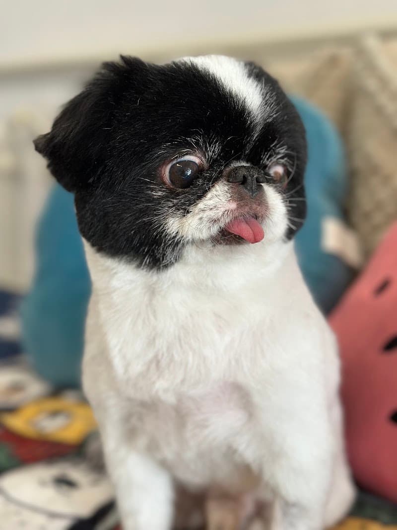 CBD Pet Brisbane dog grooming work in Spring Hill