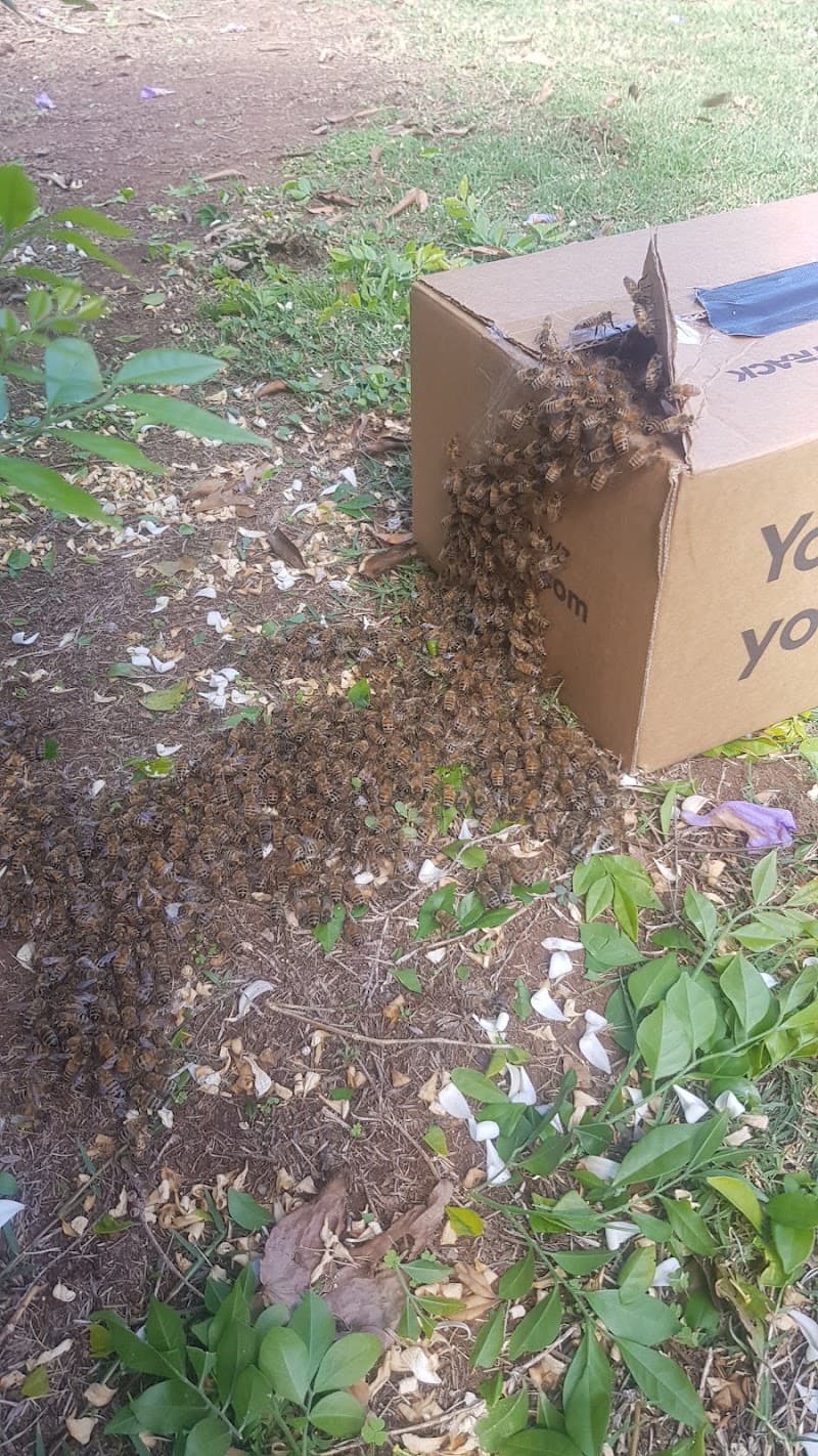 CDI Pest Management - Toowoomba pest control work in Wilsonton
