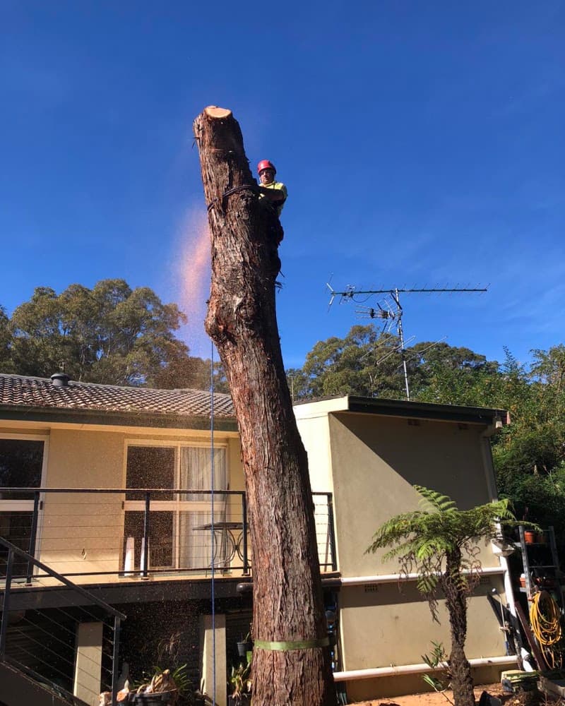Central Coast Treeworx tree services work in Berkeley Vale
