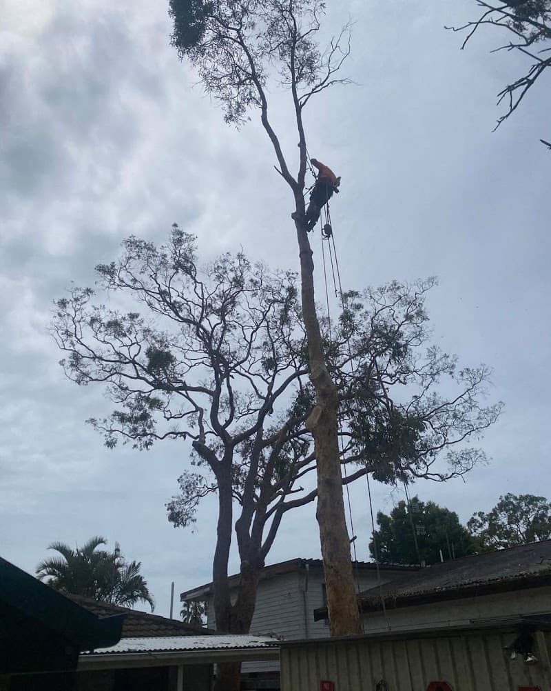 Central Coast Treeworx tree services work in Berkeley Vale