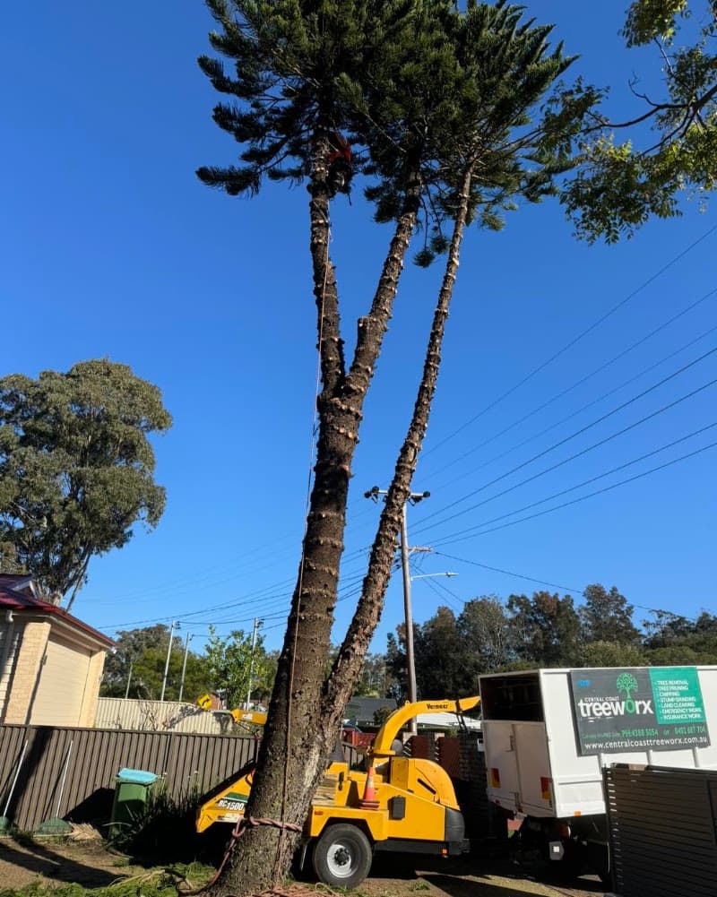 Central Coast Treeworx tree services work in Berkeley Vale