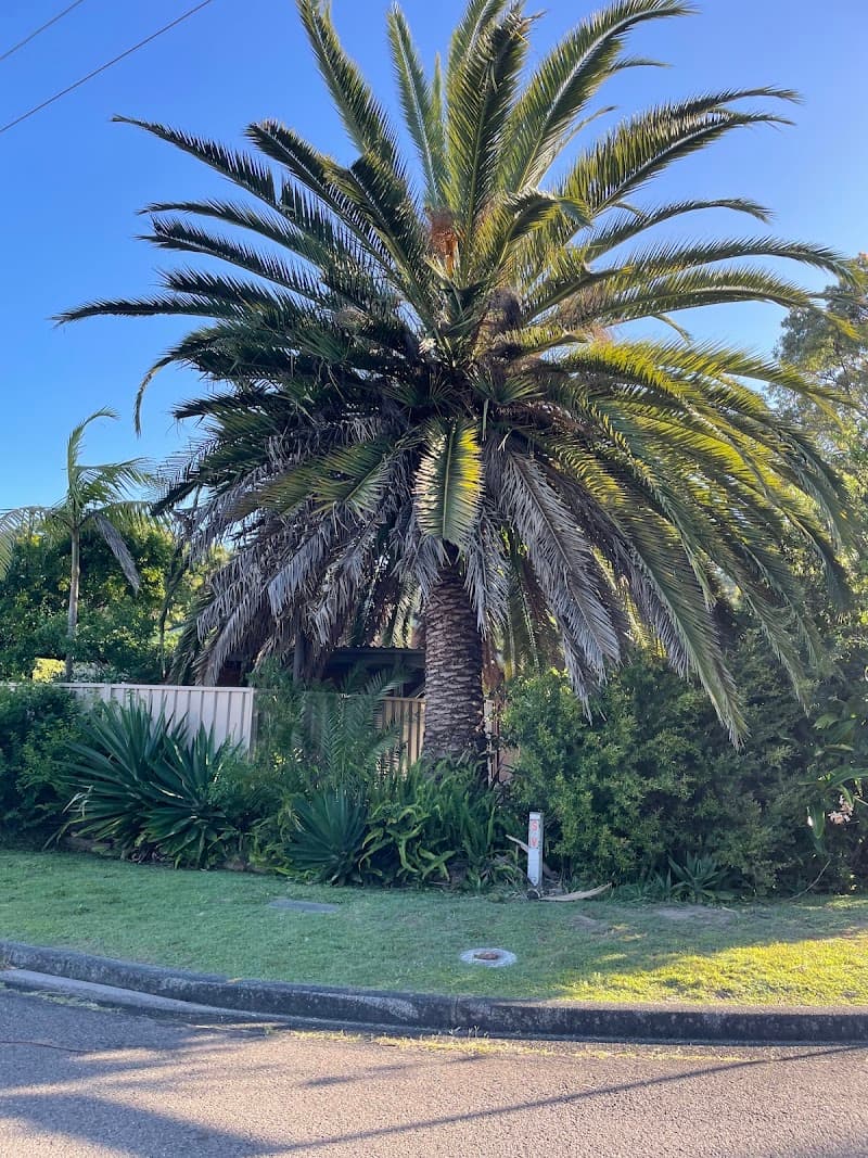 Central Coast Treeworx tree services work in Berkeley Vale