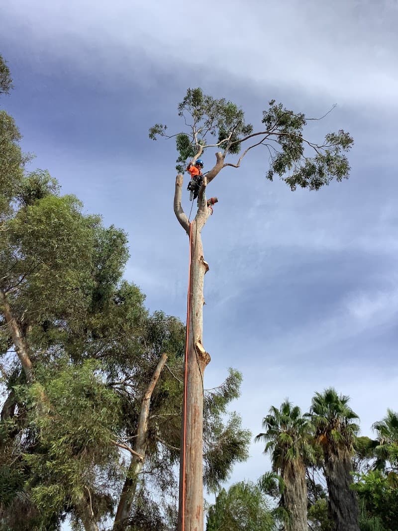 Central Goldfield’s Tree Service tree services work in Elphinstone
