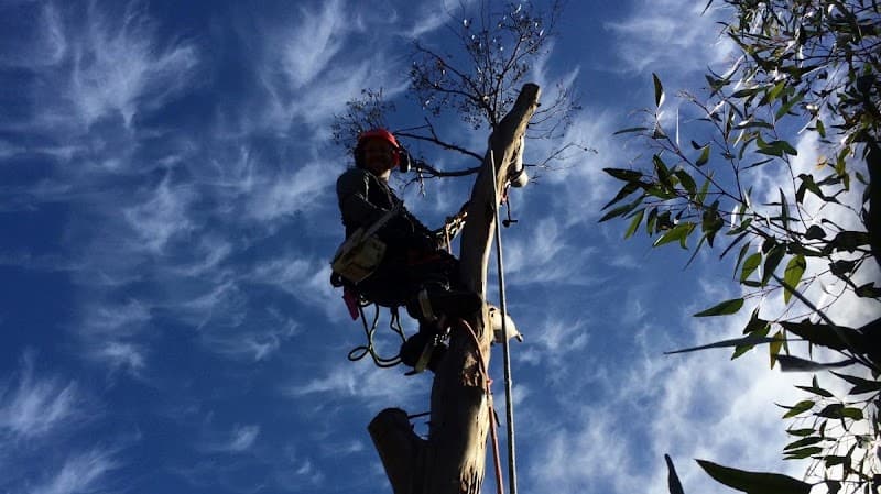 Central Goldfield’s Tree Service tree services work in Elphinstone
