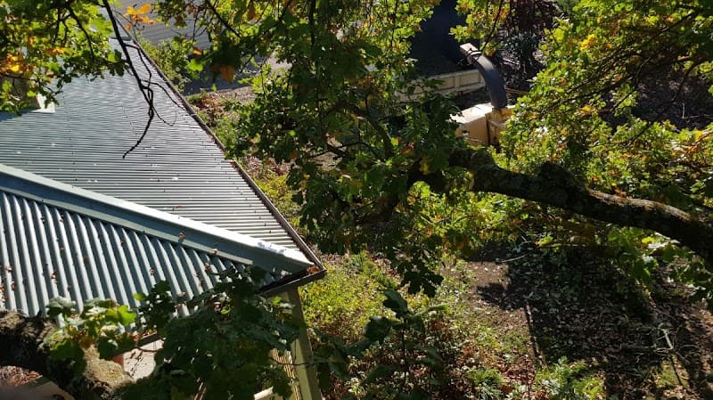 Central Goldfield’s Tree Service tree services work in Elphinstone