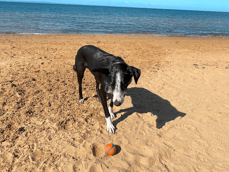 Charlie's Dog Training & Obedience - Dog Training Brisbane dog training work in Griffin