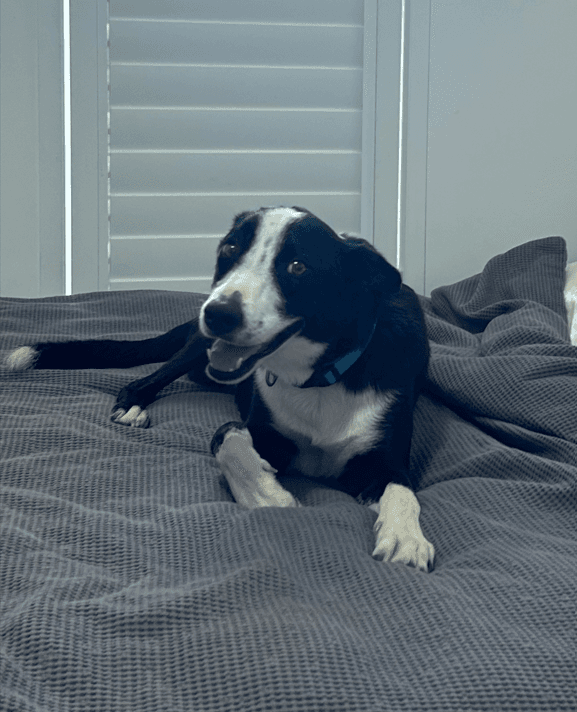 Charlie's Dog Training & Obedience - Dog Training Brisbane dog training work in Griffin