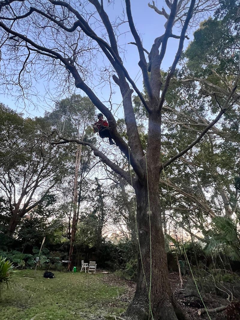 Charming Tree Care tree services work in Kirribilli