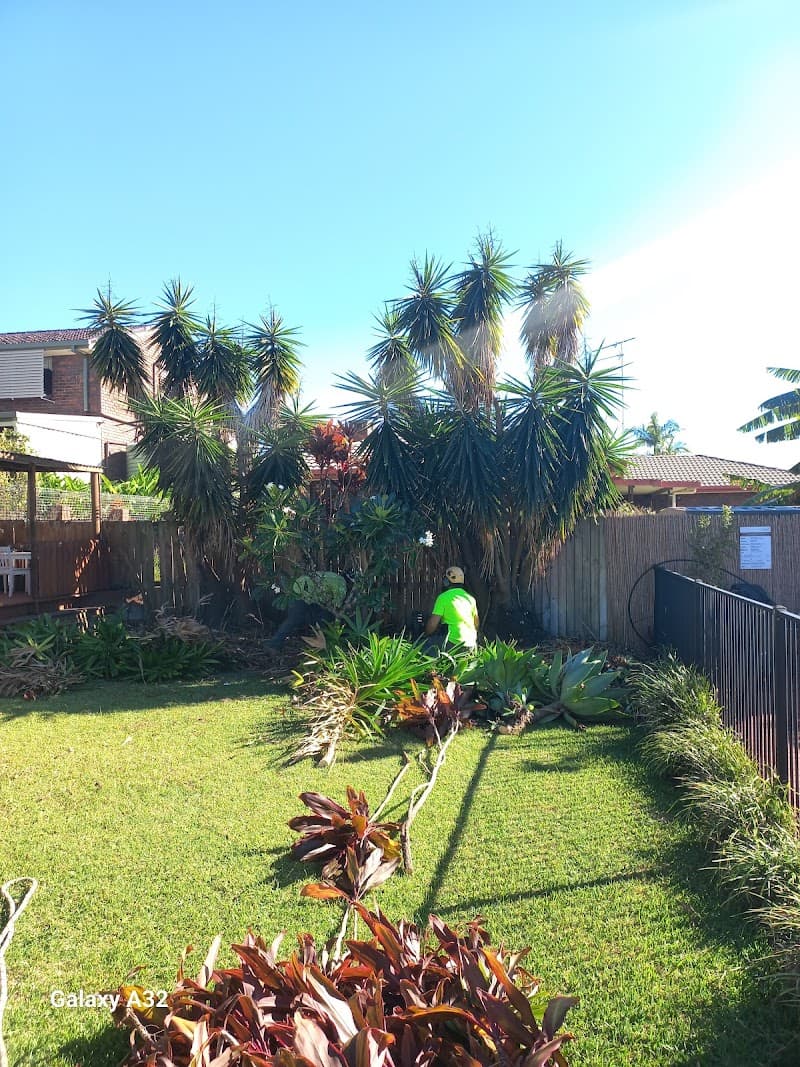 Cheaper Than All The Rest Tree Lopping tree services work in Upper Mount Gravatt