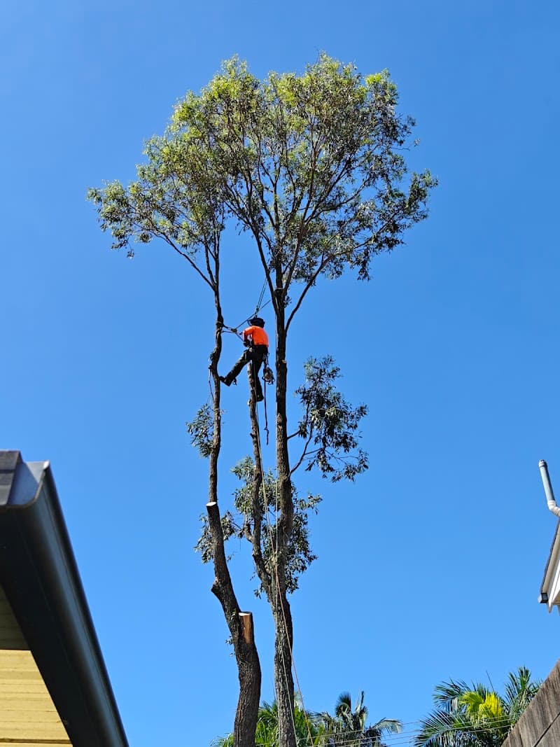 Cheaper Than All The Rest Tree Lopping tree services work in Upper Mount Gravatt