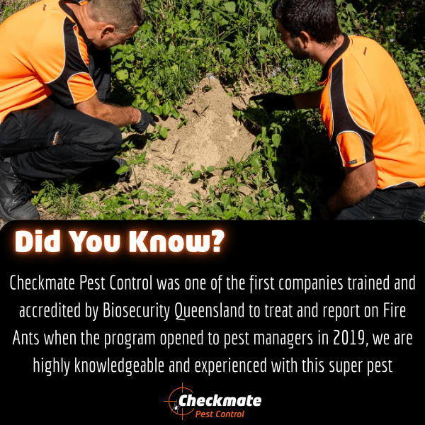 Checkmate Pest Control pest control work in Hillcrest